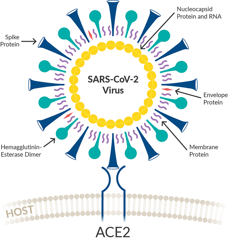 Tools to Study SARS CoV 2 Host Interactions | News & Announcements ...