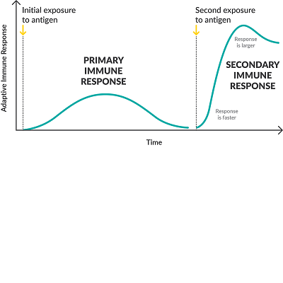 Adaptive%20Immune%20Response%20Timeline overview