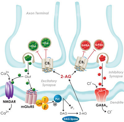 thc cb1 receptors gaba inhibitory glutamate hippocampus excitatory inhibition aminobutyric abundant